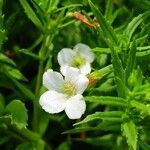 Gratiola officinalis Floare