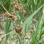 Cladium mariscus Blad