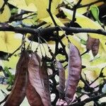 Cercis siliquastrumFruchs