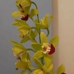 Dendrobium closterium Kvet