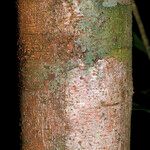 Inga nouragensis Kabuk