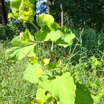 Arctium lappaLeht