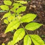 Zanthoxylum americanum Leaf