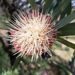 Protea caffra Blüte