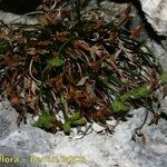 Asplenium seelosii Hábito