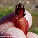 Serapias strictiflora Fruit