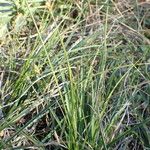 Carex halleriana Staniste