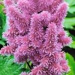 Astilbe chinensis