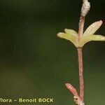 Sedum monregalense Bark