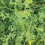 Crotalaria emarginella Hábito