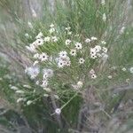 Baccharis sarothroides Fruto