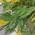 Calocedrus decurrens Leht