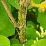 Lonicera xylosteum പുറംതൊലി