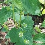 Lantana achyranthifolia Frunză