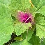 Chenopodium giganteum ᱥᱟᱠᱟᱢ