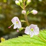 Veronica urticifolia 花