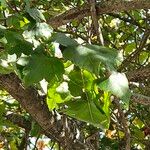 Crataegus phaenopyrum Blad