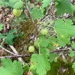 Ribes cynosbati Gyümölcs