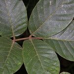 Lonchocarpus costaricensis Blatt