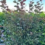 Prunus cerasifera Ehrh.Kora