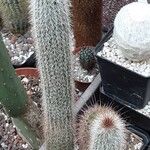 Cleistocactus hyalacanthus Pokrój