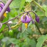Solanum dulcamara Flower