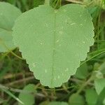 Melhania ovata Leaf