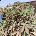 Manihot esculenta Leaf