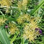 Cyperus esculentusFlower