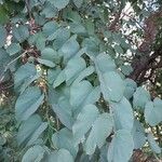 Bauhinia acuminata Blatt