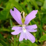 Viola cornuta Flor