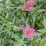 Valeriana rubra موطن