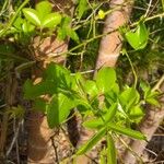 Rosa banksiae Leaf