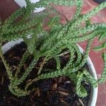 Crassula tillaea Leaf