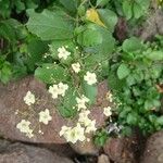Cordia dentata Flower