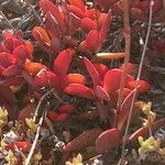 Crassula pubescens Лист