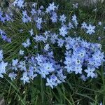 Ipheion uniflorumFlower