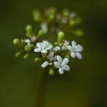 Cnidoscolus aconitifolius Blüte