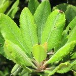 Photinia arbutifolia Leaf