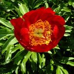 Paeonia peregrina Λουλούδι