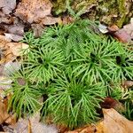 Lycopodium dendroideum Levél