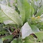 Rumex patientia Leaf