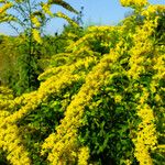 Solidago canadensis 花