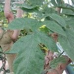 Brunfelsia undulata Frunză