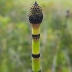 Equisetum laevigatum Flor