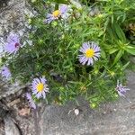 Symphyotrichum puniceum Flors