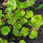 Pimpinella anisum Feuille