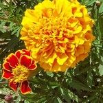 Tagetes erecta 花