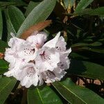Rhododendron uvariifolium Flor