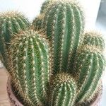 Echinopsis huascha Hoja